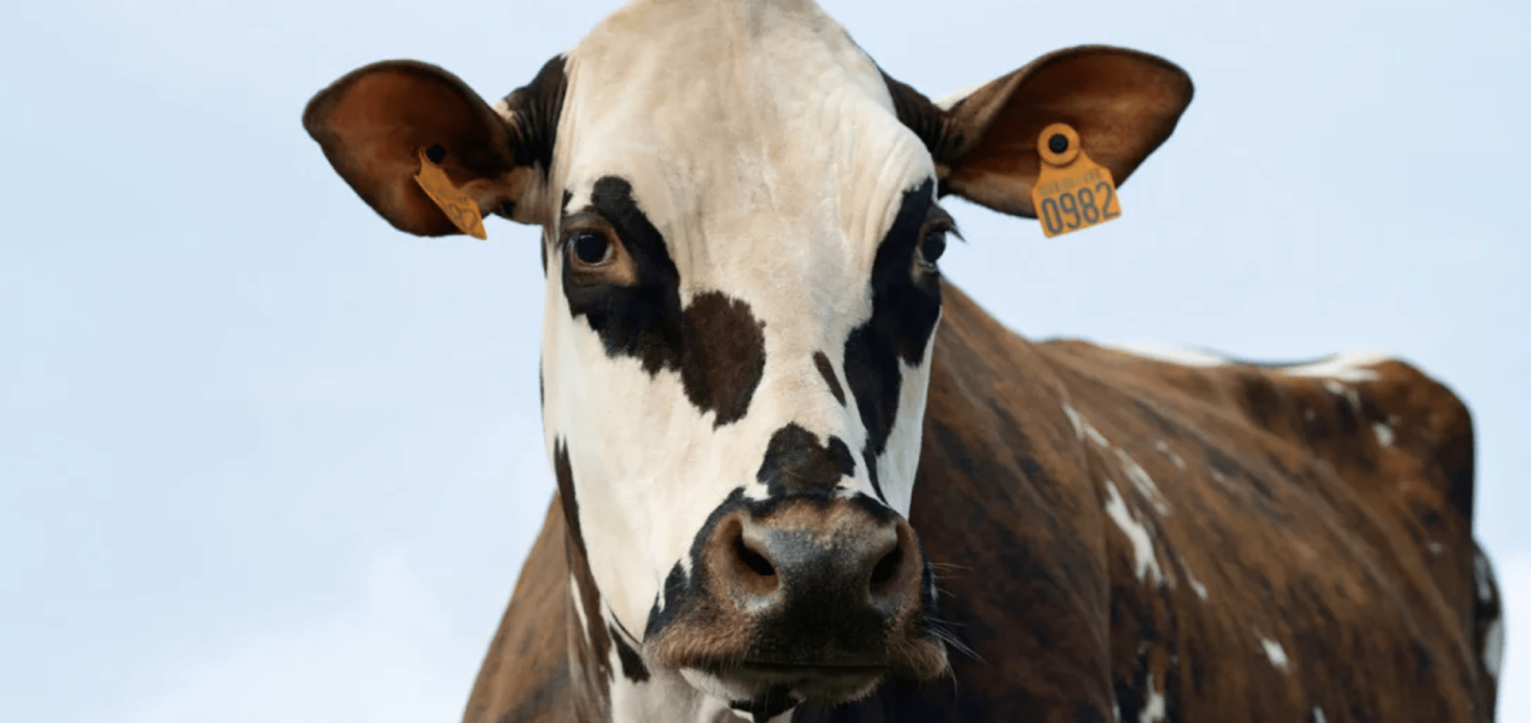 Tout savoir sur Oreillette, la vache égérie du Salon de l’Agriculture 2024