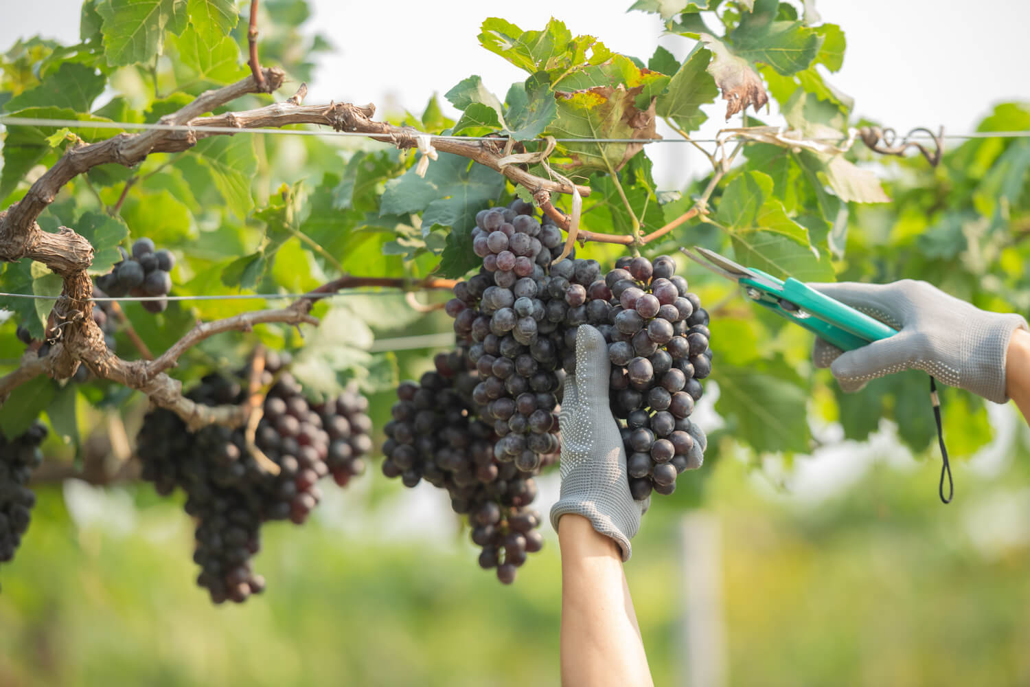 Vendanges 2024 : prévisions et défis région par région