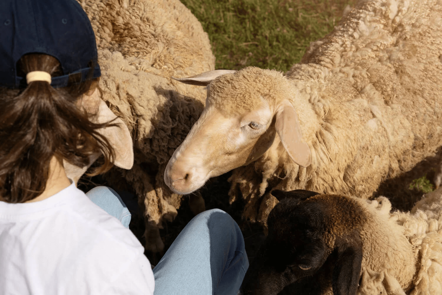 Fièvre catarrhale ovine tout savoir sur cette maladie