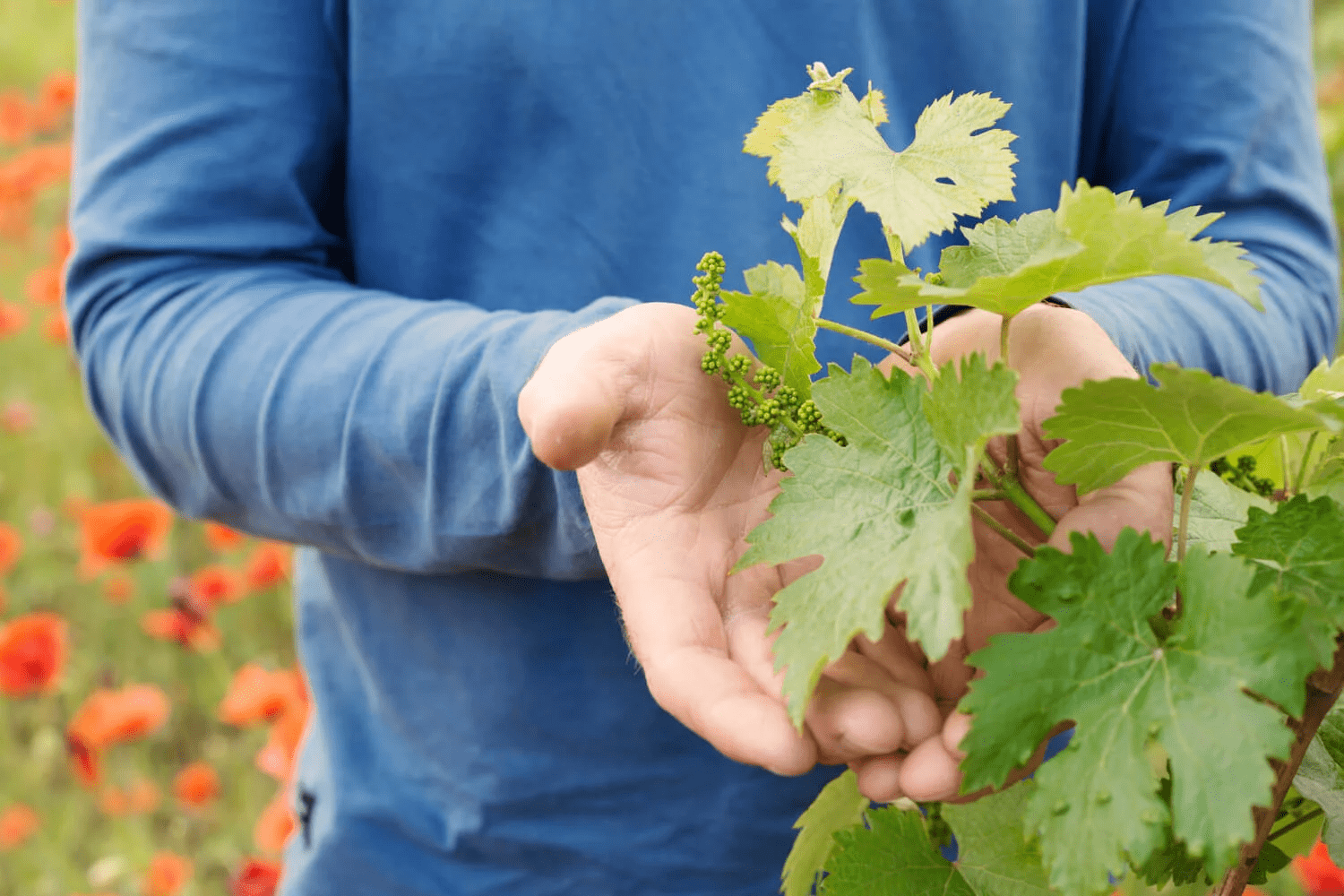 Comment reconnaître et traiter le mildiou et l&rsquo;oïdium des vignes en France